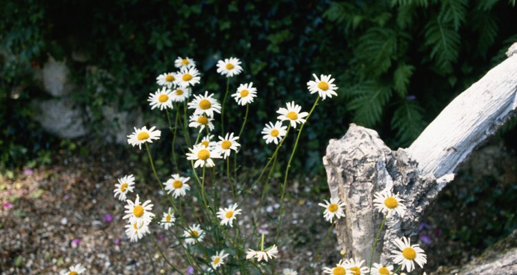 Ox-eye daisies will take root in less-than-perfect soil.
