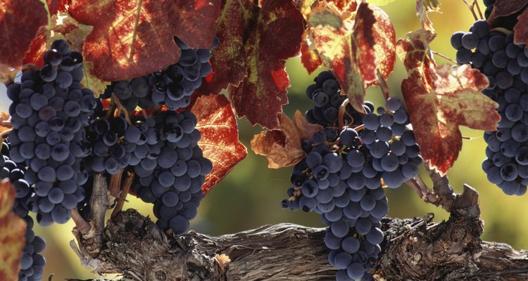Cachos de uvas tintas