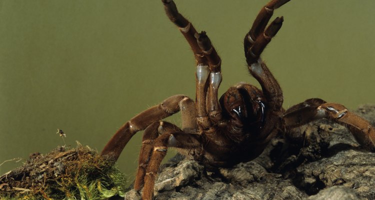 Tarantulas' threatening posture is rare among spiders.