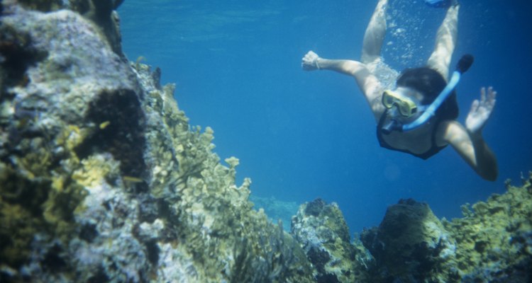Sumérgete y explora el mundo submarino de Florida.