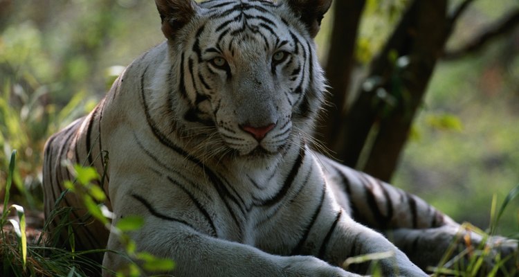Los tigres de bengala blancos crecen más rápido y más pesados que los tigres amarillos.