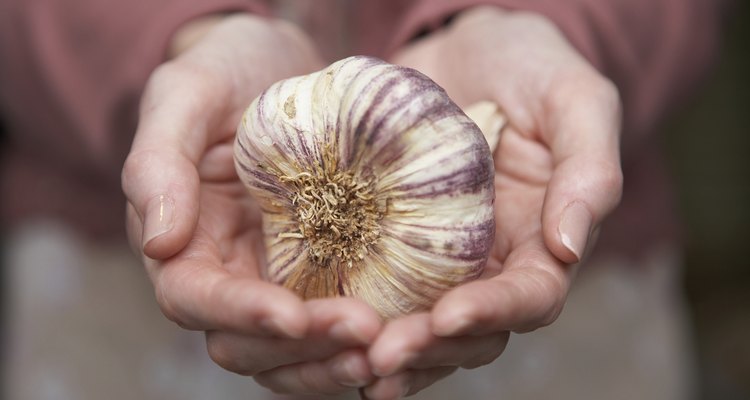 El ajo es fácil de cultivar y se desarrolla bajo tierra, similar a las cebollas.