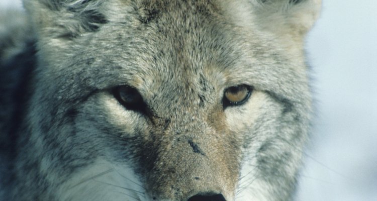 O rosto do coiote é mais triangular que o do lobo