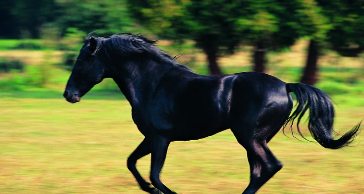 Um cavalo preto é uma beleza de se ver, especialmente quando sua pelagem é escurecida