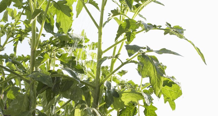 El exceso o la falta de riego es una causa común de hojas curvas en plantas de tomate.