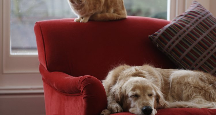 Protect your furry family members from the harmful effects of a gas leak.