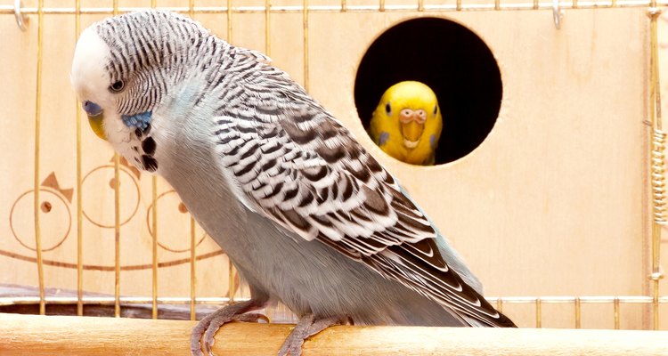 Um periquito pode usar as suas penas como material para fazer o ninho