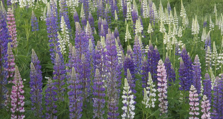 Lupin started from seed shoiud be transplanted outdoors in May.