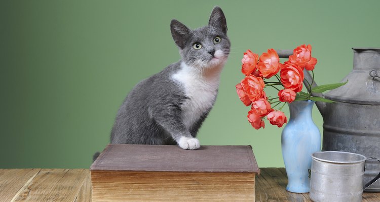 Gato perto de um buque de rosas