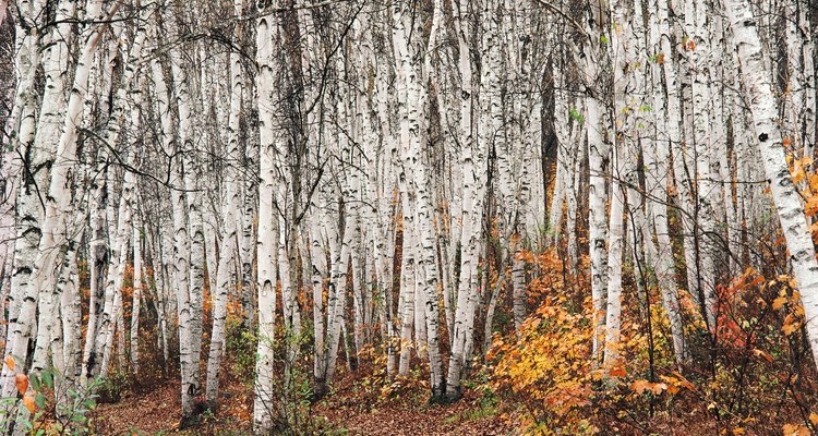 Los abedules compiten entre sí en un bosque repleto donde no cuentan con el suficiente espacio.