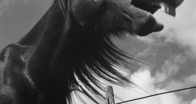 Permeable fencing can stop a horse, but not the wind.