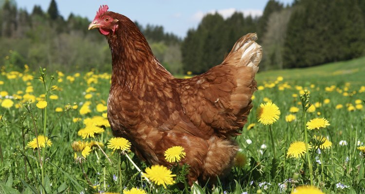 free range hen in a beautiful spring meadow