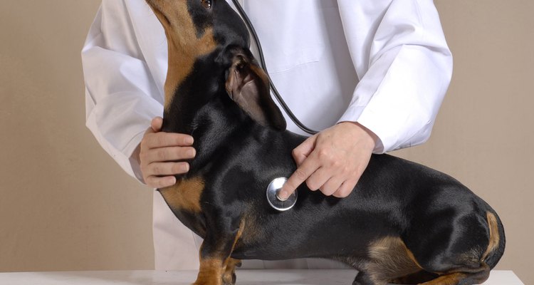 Un veterinario puede diagnosticar un colapso de tráquea.