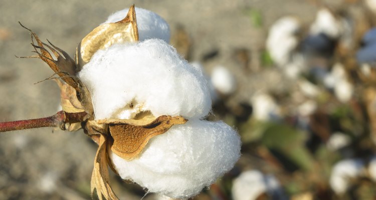 Cotton ready to harvest