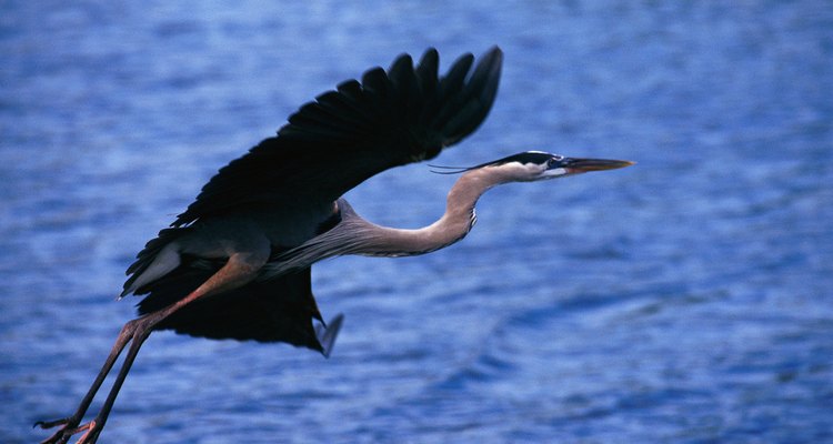 Observa a las garzas y muchas otras especies de aves en el Lago di Bolsena.