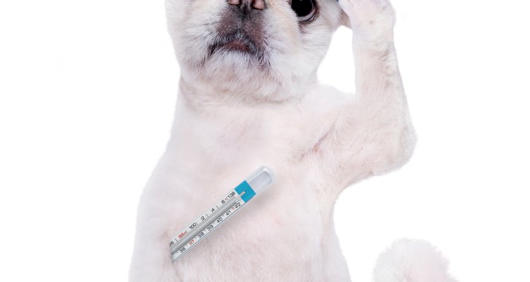 Cuida a tus mascotas como te cuidas a ti.