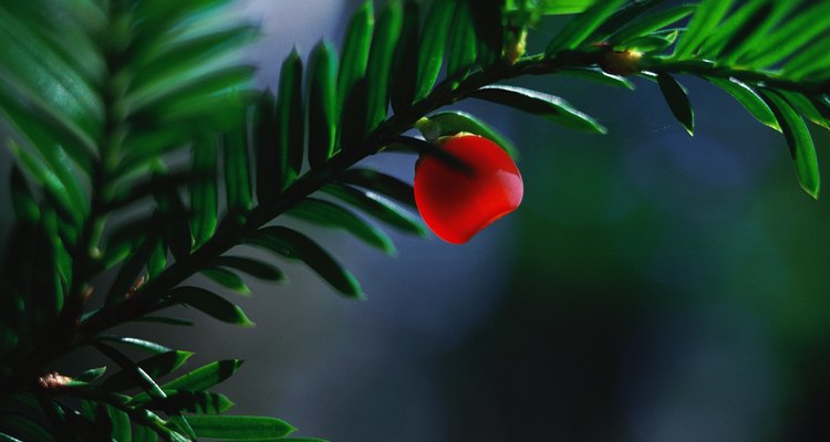 Use a herbicide to get rid of an unwanted yew tree.