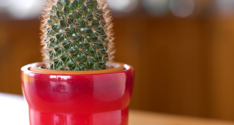 Los tallos de los cactus, que conforman básicamente el cuerpo de la planta, están engrosados por el desarrollo del parénquima, y su color verde se debe a que son fotosintéticos.