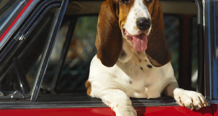 Las escaleras portátiles ayudan a tu perro a subir al auto.