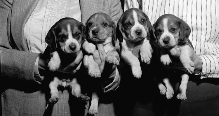 Cachorros beagle.
