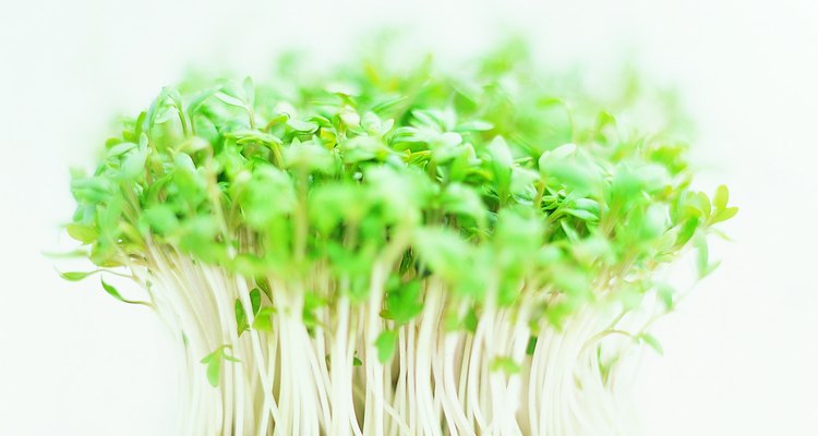 Growing cress is an easy and fun activity for kids.