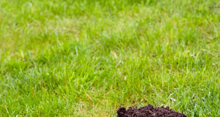 A pile of soil on your lawn is most likely a molehill.