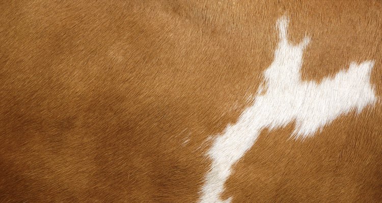 Texture of a Cow Coat 2