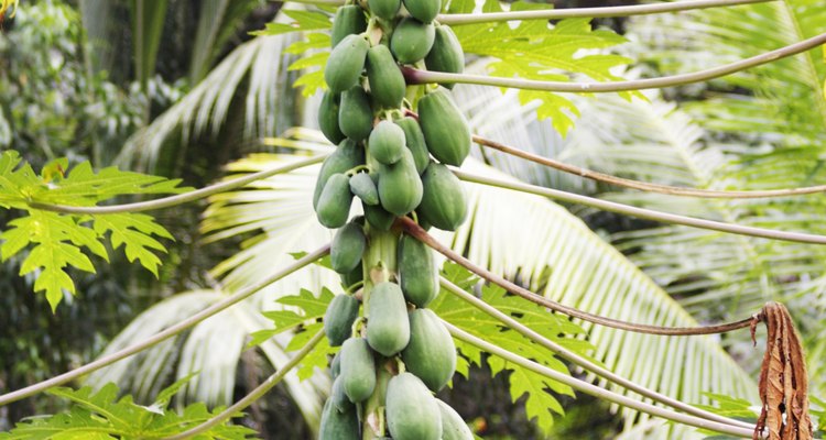 Una solución alternativa es cultivar plantas de papaya bisexuales auto-polinizantes.