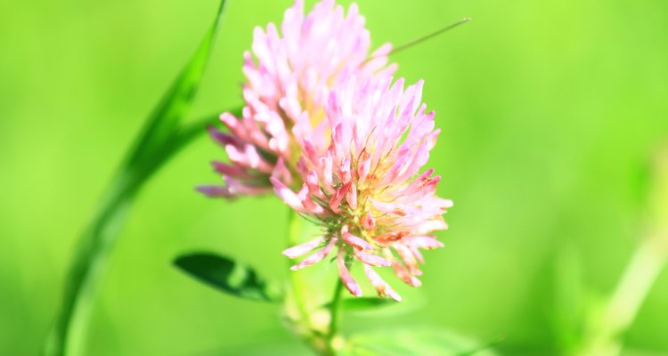 Red clover