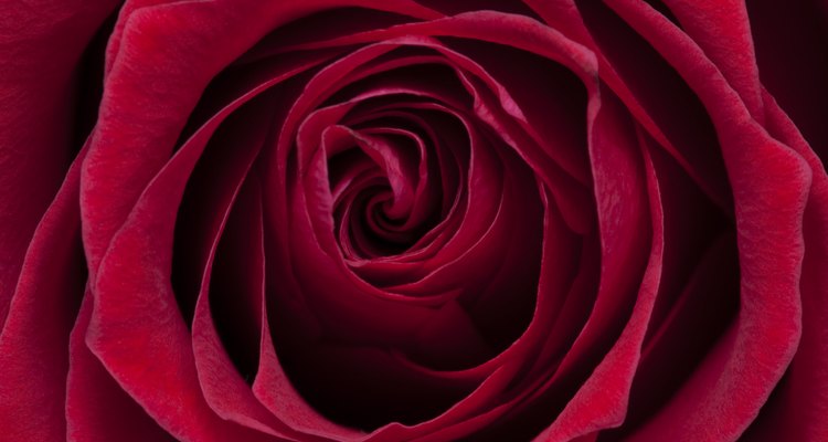 Una rosa es una flor con cuatro letras.