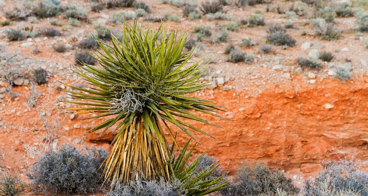 Yucca plant with red ground as a background