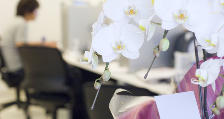 Bouquet of moth orchids, with someone working in the background