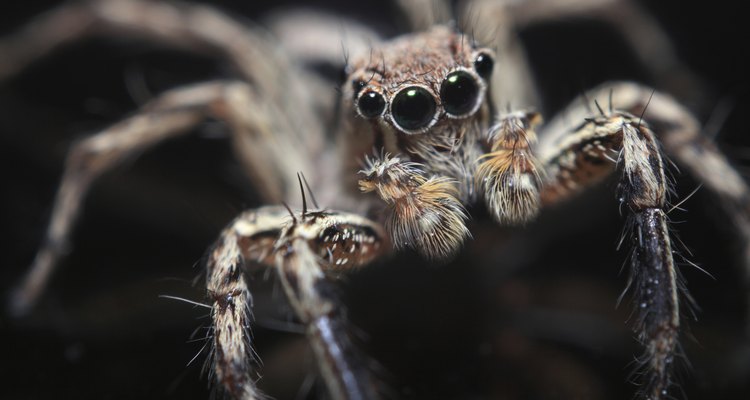 Olhos da aranha marrom