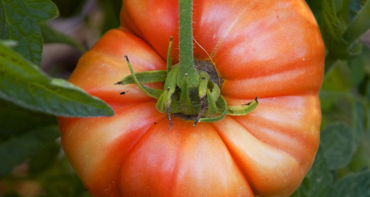 Los tomates pueden desarrollarse bien en macetas, contenedores y suelos poco profundos.