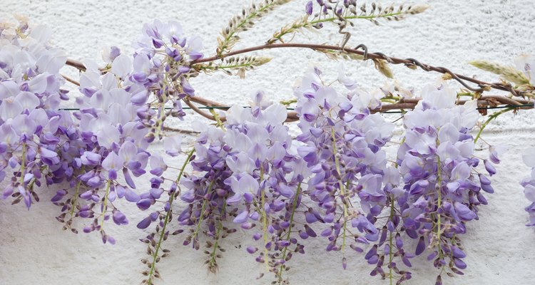 Train wisteria to grow along a wire.