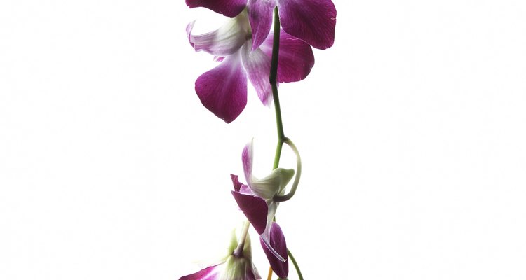 Introduce la rama de orquídeas en el patrón y sujétalos con cinta adhesiva.