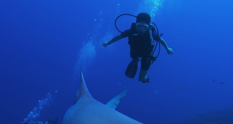 Sharks don't like the bubbles created by scuba divers breathing underwater.