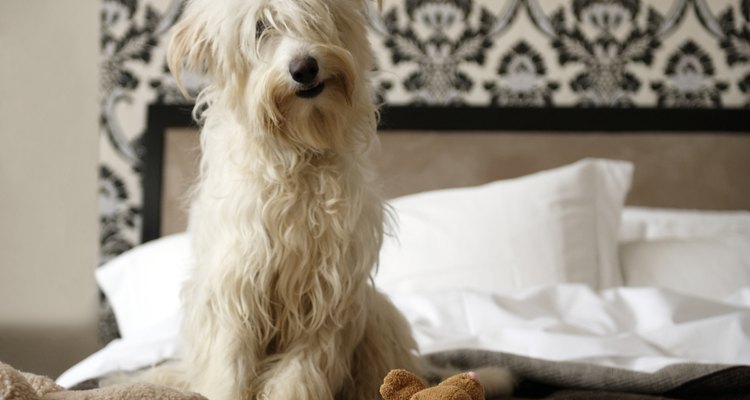 Como colocar um laço em um cachorro