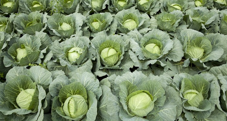 cabbages