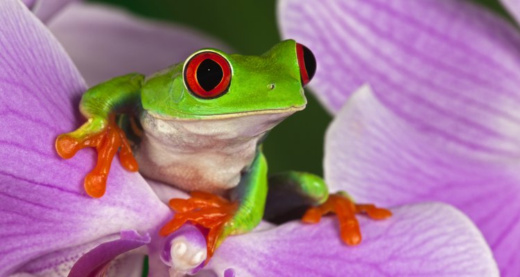 Items like frogs and salt bring good fortune according to Scottish tradition.