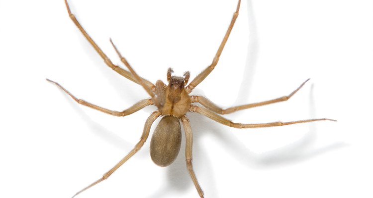 Aranha marrom