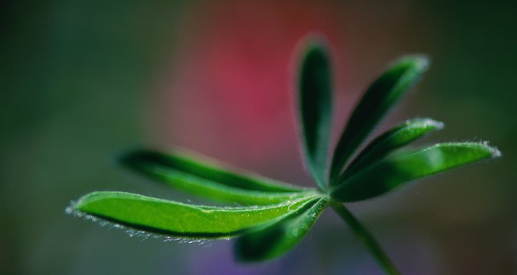 El follaje saludable de Schefflera mantiene un color verde intenso.