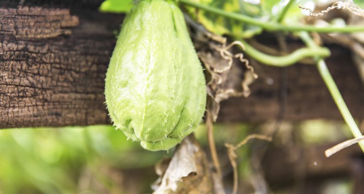 fresh green chayaote