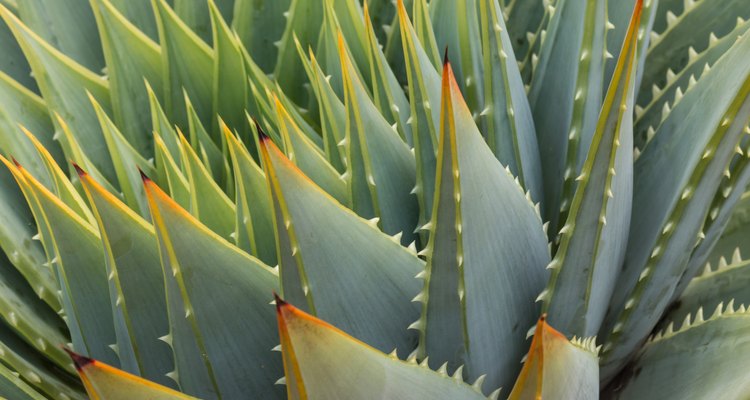 close up of cacti leaves