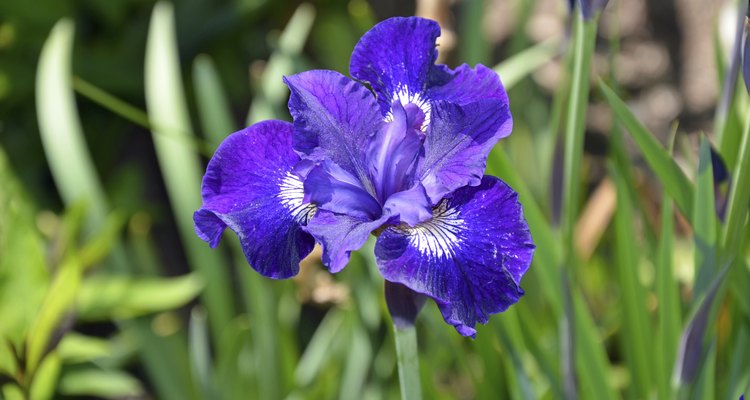 Blue iris flower