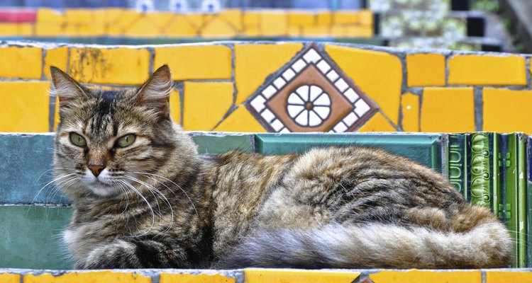 Los animales de compañía deben llevar certificación sanitaria.