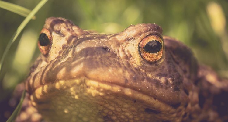 Aquí te mostramos cómo cuidar de una rana albina.