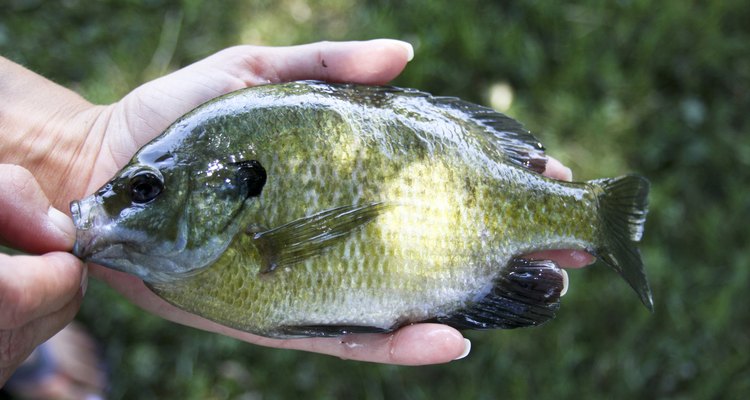 bluegill fish close up