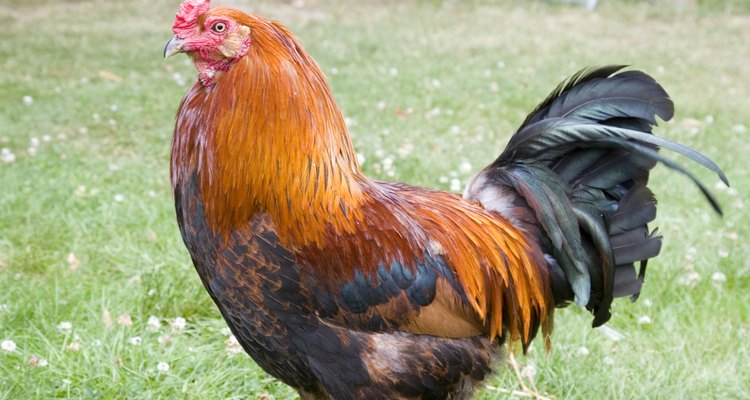 Una desplumadora de pollo es un dispositivo mecánico usado para retirar rápidamente las plumas de un pollo antes de destazarlo.