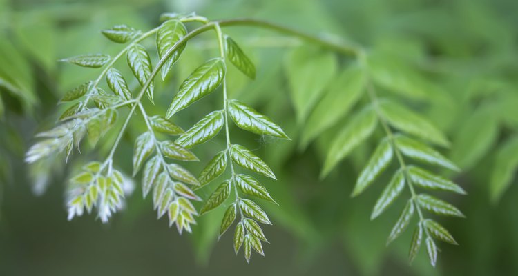 The Kentucky coffeetree`has sticky seed pods.